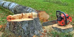 Best Leaf Removal  in Grass Valley, CA
