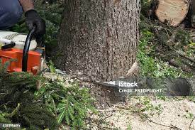 Best Hedge Trimming  in Grass Valley, CA