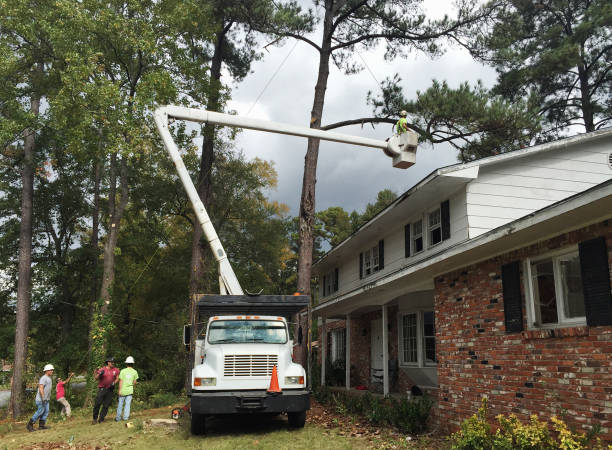 Best Tree Cabling and Bracing  in Grass Valley, CA