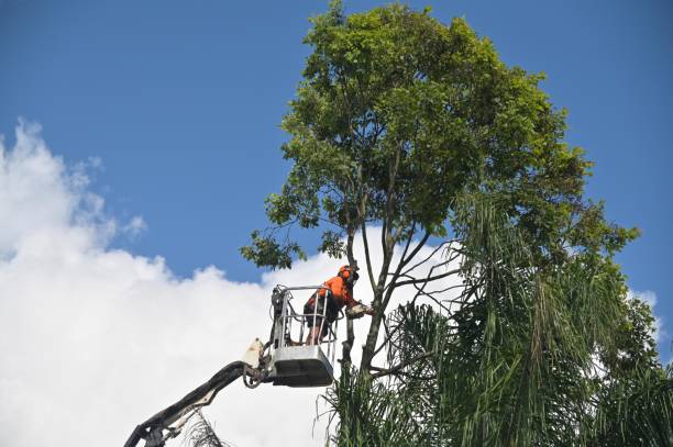 Best Grass Overseeding  in Grass Valley, CA