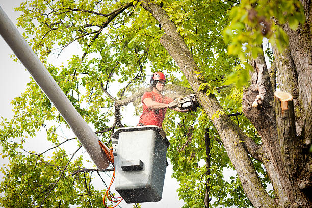 Trusted Grass Valley, CA Tree Care Experts