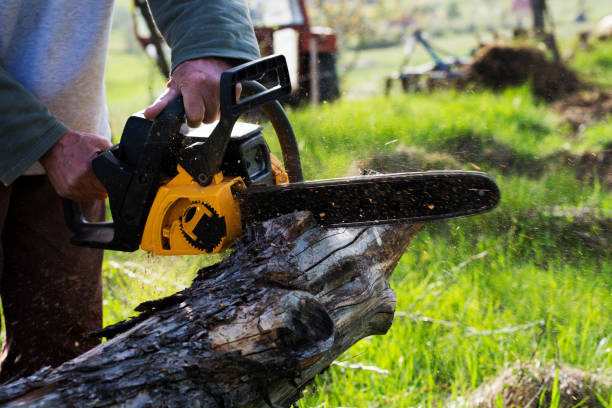 Best Palm Tree Trimming  in Grass Valley, CA
