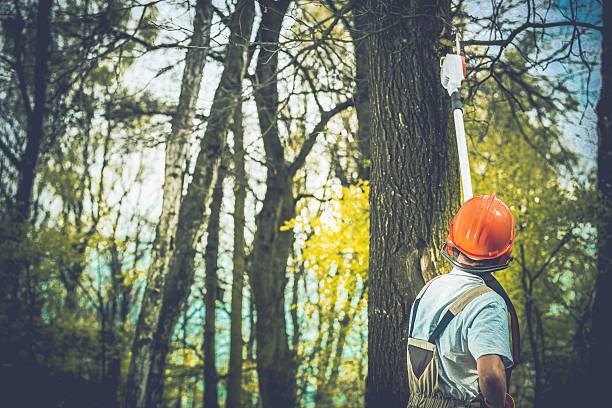 Best Arborist Consultation Services  in Grass Valley, CA
